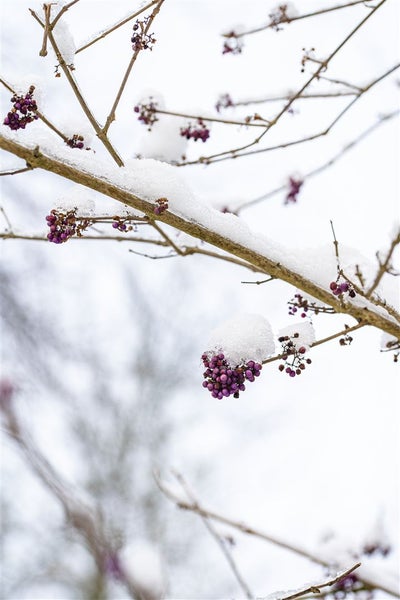 Callicarpa bodinieri giraldii, Schönfrucht, lila Beeren, 30–40 cm