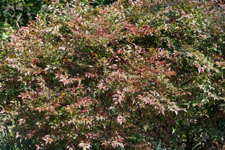 Nahaufnahme einer Nandina Pflanze mit Blättern
