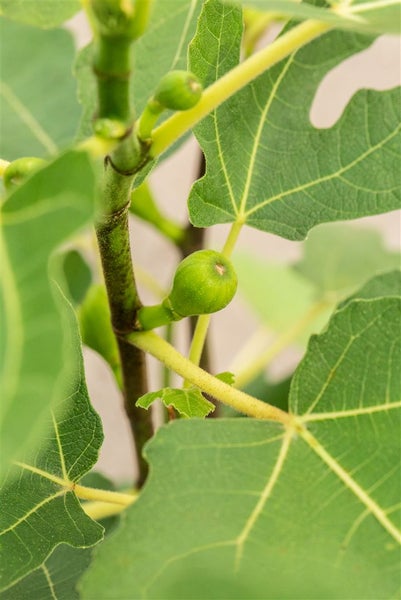Nahaufnahme einer jungen Feigenfrucht an einem Feigenbaum mit großen Blättern.