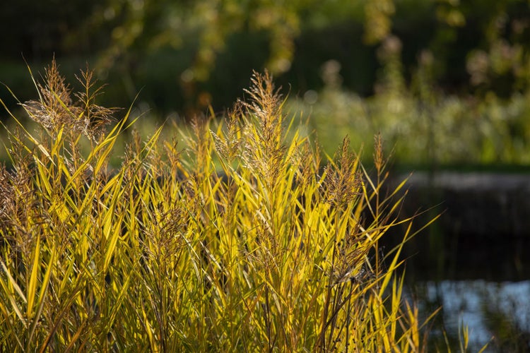 Phragmites australis, Schilfrohr, ca. 9x9 cm Topf