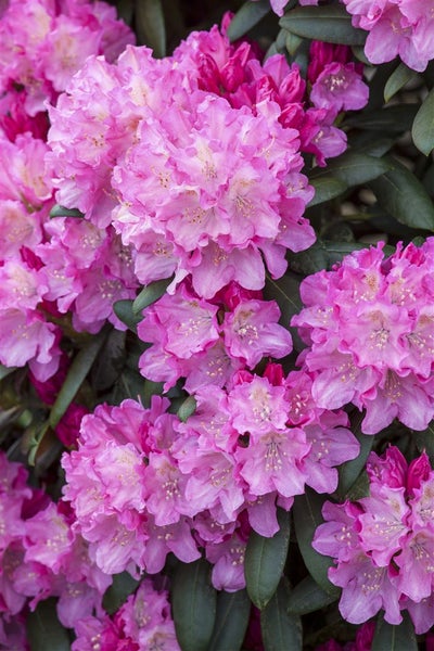Rhododendron yakushimanum 'Kalinka', rosa Blüten, 40–50 cm