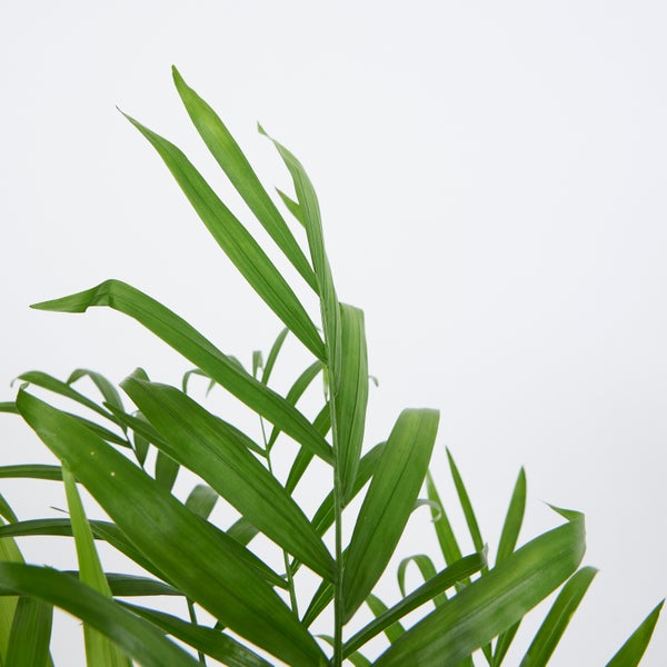 Bloomique - Chamaedorea Elegans - Bergpalme - Zimmerpflanzen - Pflegeleicht - Haustierfreundlich - Höhe 80-100 cm - Topf 20 cm