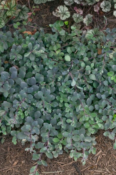 Sedum cauticola 'Bertram Anderson', Fetthenne, purpurrot, ca. 9x9 cm Topf