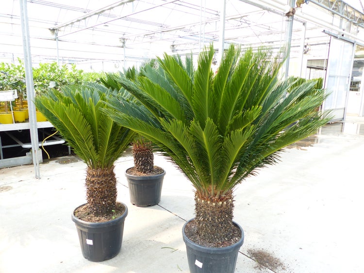 Mega Palmfarn 140 - 160 cm Cycas Revoluta | bis 90 cm Stammumfang | Sagopalme Palme | innen + außen