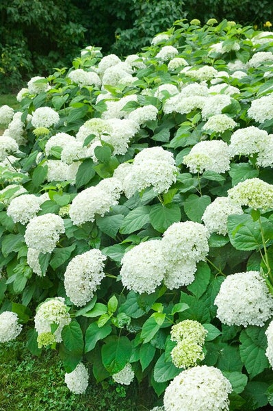Hydrangea arborescens 'Annabelle', Schneeballhortensie, weiß, 60–80 cm
