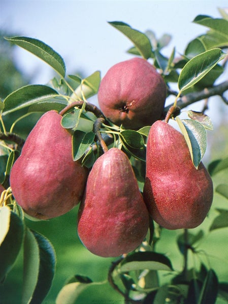 Pyrus communis 'Rote Williams Christ', Birne, rot, 150–200 cm