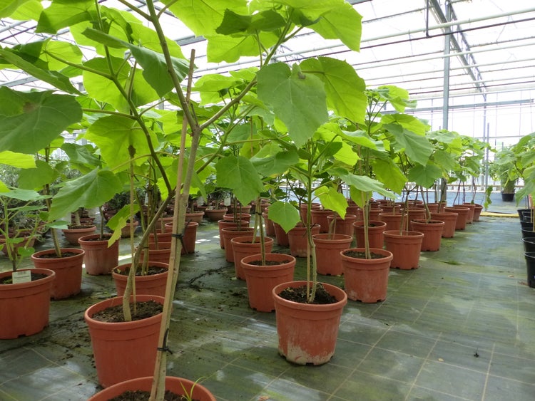Blauglockenbaum Kiribaum 130 - 150 cm Paulownia tomentosa Kaiserbaum