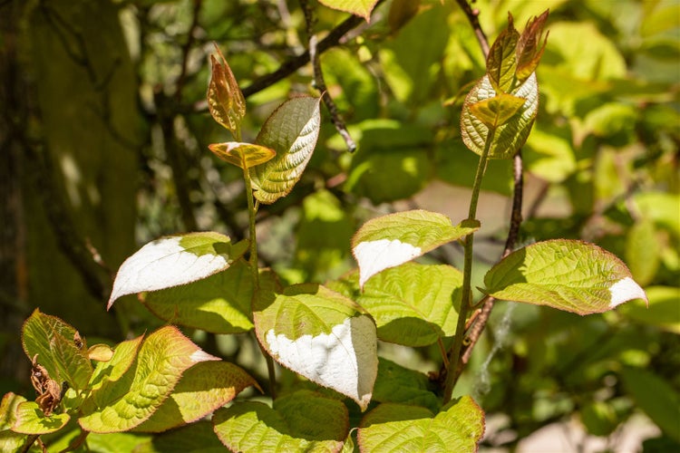 Actinidia kolomikta, Kiwi, 40–60 cm, dekoratives Laub