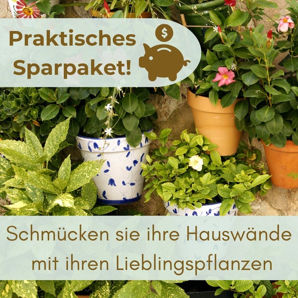 Pflanzen in Töpfen als Sparpaket zur Dekoration von Hauswänden.