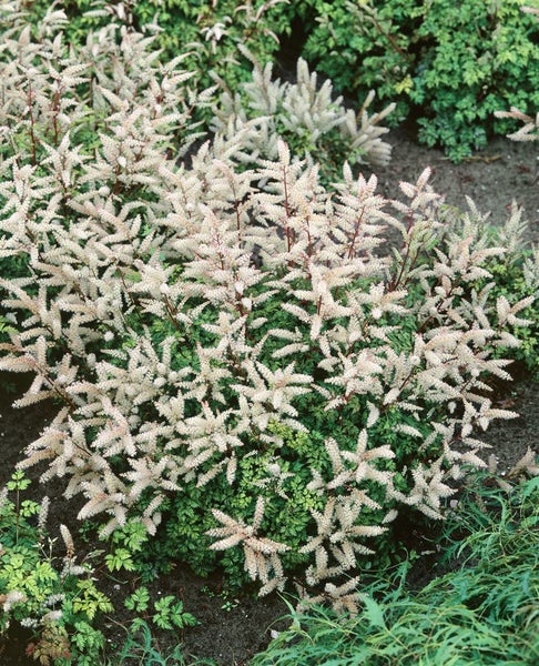 Aruncus aethusifolius 'Johannifest', Zwerg-Geißbart, ca. 11x11 cm Topf