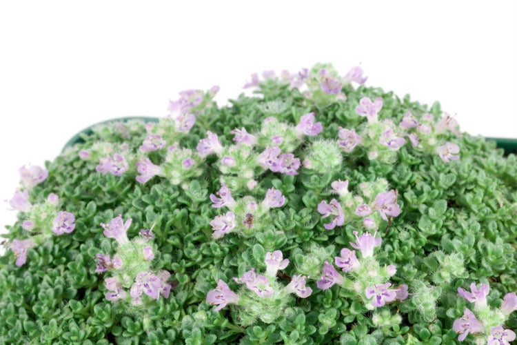 Thymus praecox 'Minor', Teppich-Thymian, aromatisch, ca. 9x9 cm Topf