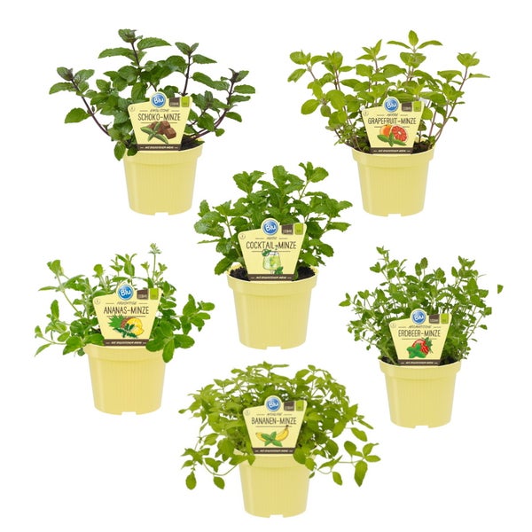 Ungewöhnliche Minze-Sorten Set mit 6 Pflanzen in BIO-Qualität  Ananas Banane Erdbeere Schoko HUGO Grapefruit 12cm Topf
