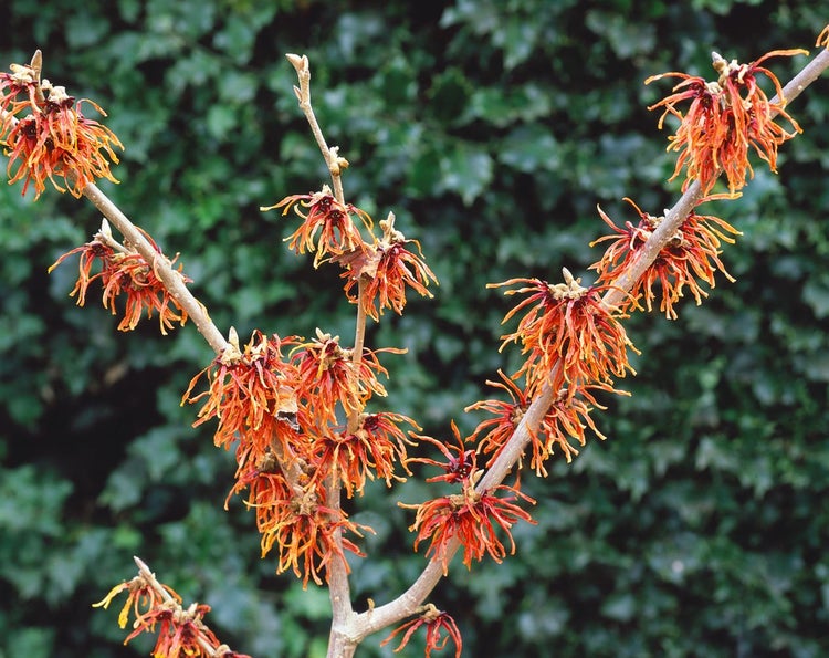 Hamamelis intermedia 'Jelena', Zaubernuss, kupferorange, 40–60 cm