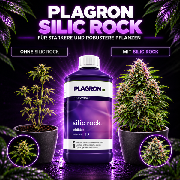 Plagron Silic Rock Pflanzennährstoff in Flasche mit Vorher Nachher Vergleich von Pflanzenwachstum zur Stärkung der Pflanzenstruktur