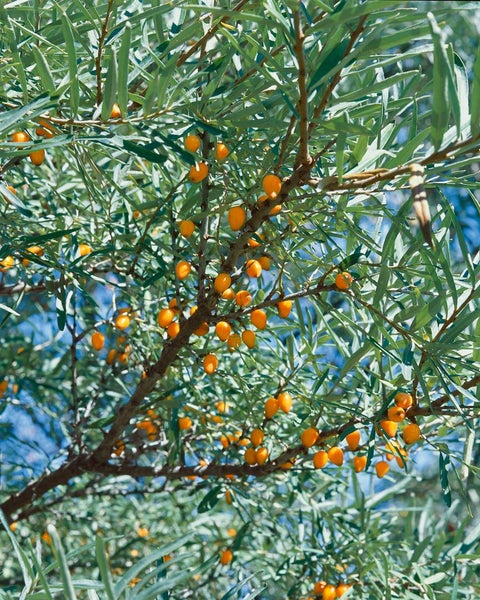 Hippophae rhamnoides 'Leikora', Sanddorn, orange Beeren, 60–100 cm