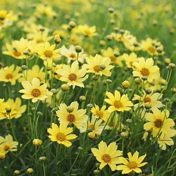 Feld von Schöngesicht Pflanzen