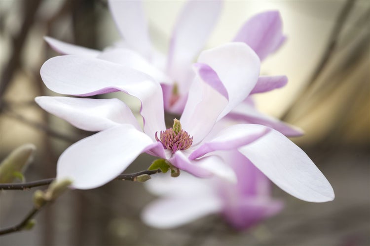 Magnolia liliiflora 'Susan', Purpur-Magnolie, purpurrosa, 60–80 cm