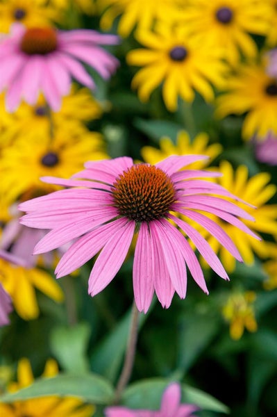 Echinacea purpurea 'Rubinstern', Sonnenhut, rubinrot, ca. 9x9 cm Topf