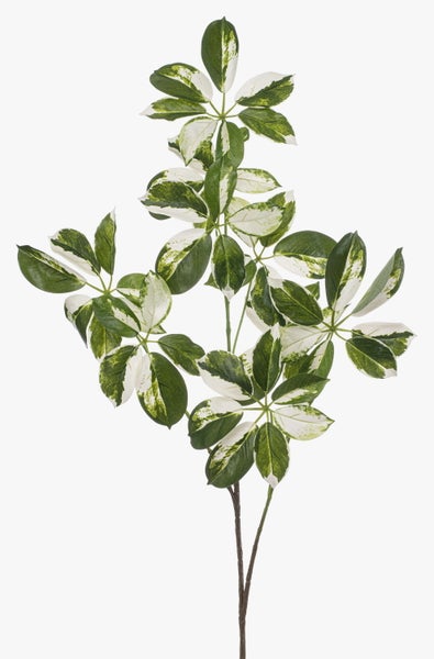 Nahaufnahme einer Schefflera mit grün-weißen Blättern in Schirmform.