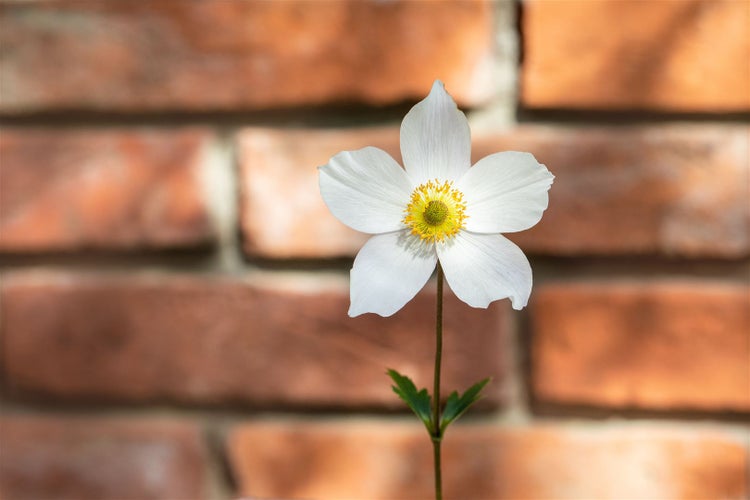Anemone hupehensis 'Honorine Jobert', Herbst-Anemone, weiß, 2 Liter Container