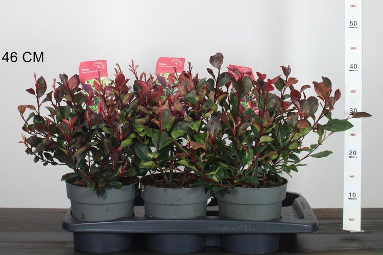 20 Pflanzen der Sorte: Photinia fraseri 'Red Robin' (Glanzmispel), Pflanzenhöhe: 30-40 cm