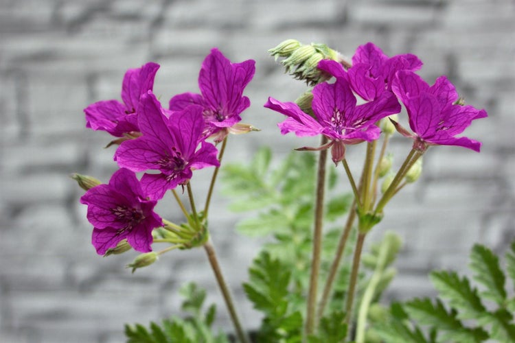 Erodium manescavii, Storchschnabel, rosa Blüten, ca. 9x9 cm Topf