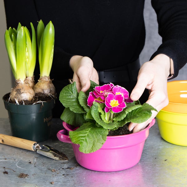 Frau pflanzt Primel in Blumentopf, Pflanzschaufel und Hyazinthenzwiebeln im Topf