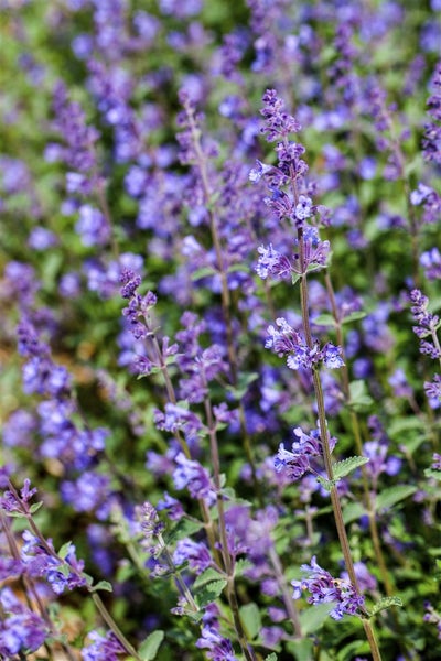 Nepeta x faassenii 'Senior', Katzenminze, blauviolett, ca. 9x9 cm Topf