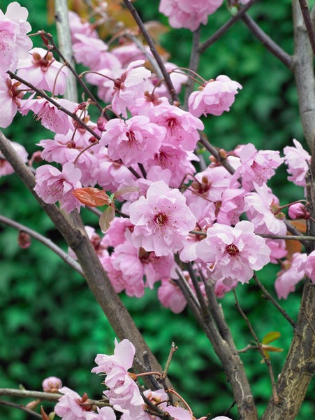 Prunus cerasifera 'Pleniflora', Blutpflaume, gefüllt, 80–100 cm