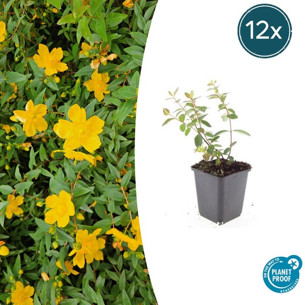 Johanniskraut Hypericum im 12er-Set, Pflanze im Topf und gelbe Blüten, Nachhaltigkeitssiegel On the way to Planet Proof.