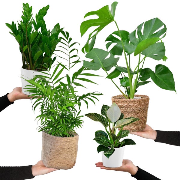 4er Zimmerpflanzen Set mit Übertöpfen – Bergpalme, Monstera, Philodendron Birkin, Glücksfeder – pflegeleicht, luftreinigend – Höhe 20–70 cm, Töpfe 10,5–17 cm