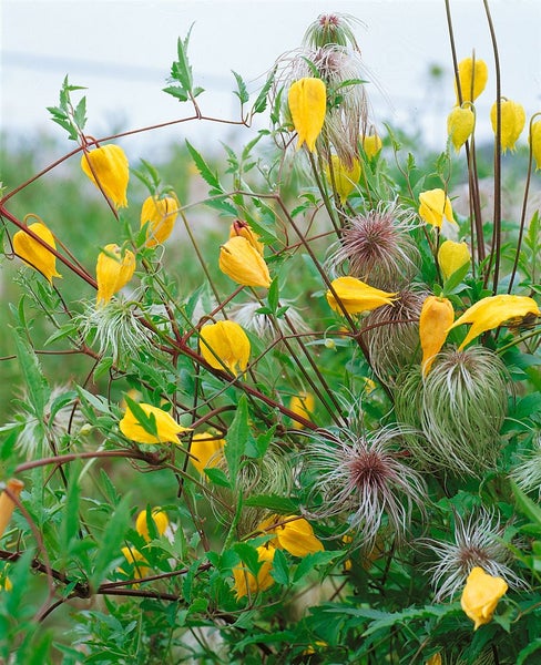 Clematis tangutica, gelbe Blüten, 100–150 cm