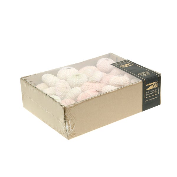 Dekoration Seeigel im Karton