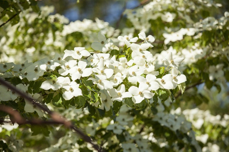 Cornus florida, Blumen-Hartriegel, 40–60 cm, weiße Blüten