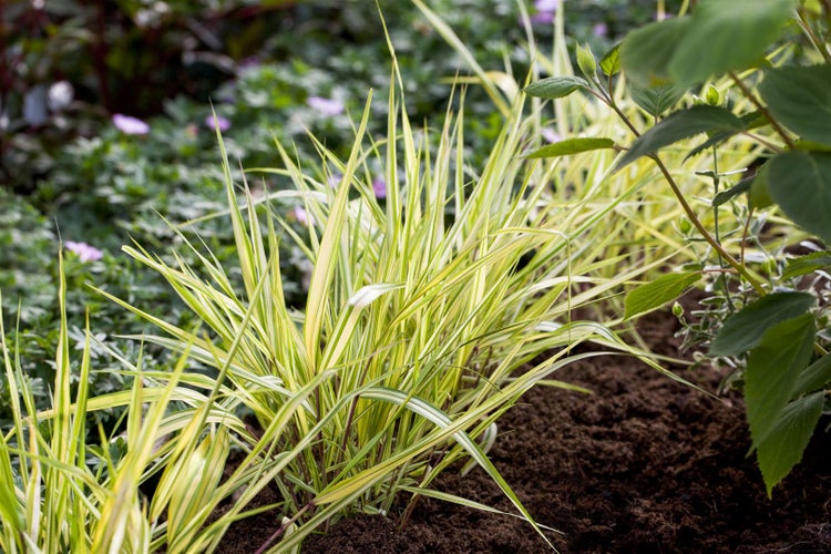 Hakonechloa macra 'Aureola', Japanisches Waldgras, gelb-grün, 2-3 L Container
