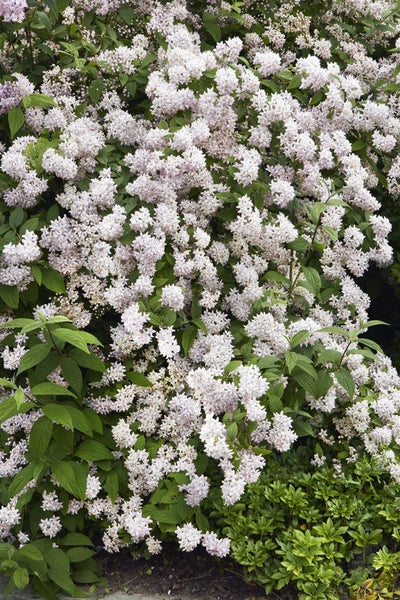 Deutzia 'Mont Rose', Maiblumenstrauch, rosa Blüten, 60–100 cm