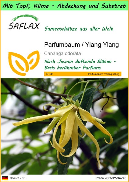 SAFLAX Garden to go - Parfumbaum / Ylang Ylang - Cananga odorata - 10 Samen - Mit Topf, Klima - Deckel und Anzuchtsubstrat