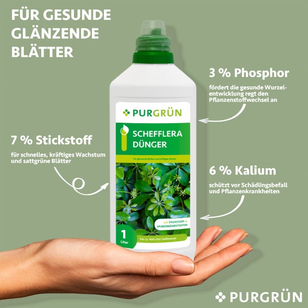 Purgrün Schefflera-Dünger 1 Liter