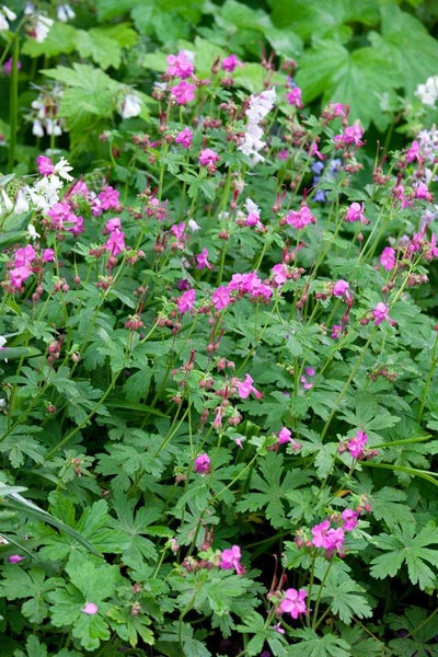 Nahaufnahme einer Gruppe von Storchschnabelpflanzen mit rosa Blüten und grünen Blättern.