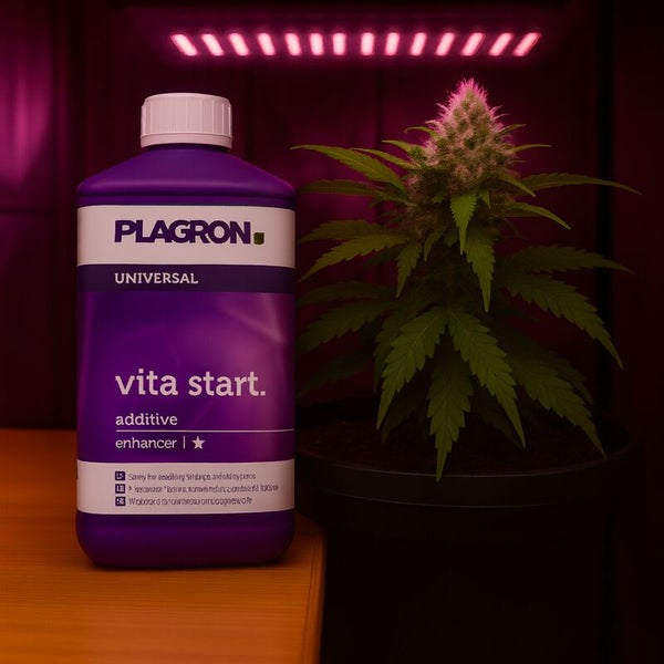 Plagron Vita Start Zusatzstoff mit Marihuana Pflanze unter Lampe