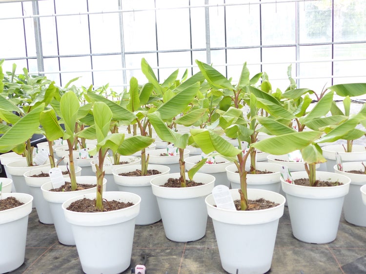 Bananenstaude Banane-Musa-velutina-55-60-cm, Kenia-Banane, Mini-Banane,  winterhart