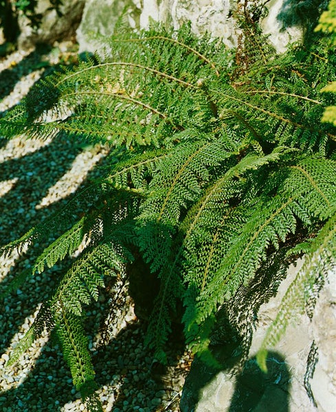 Polystichum setiferum 'Proliferum', Schildfarn, ca. 9x9 cm Topf