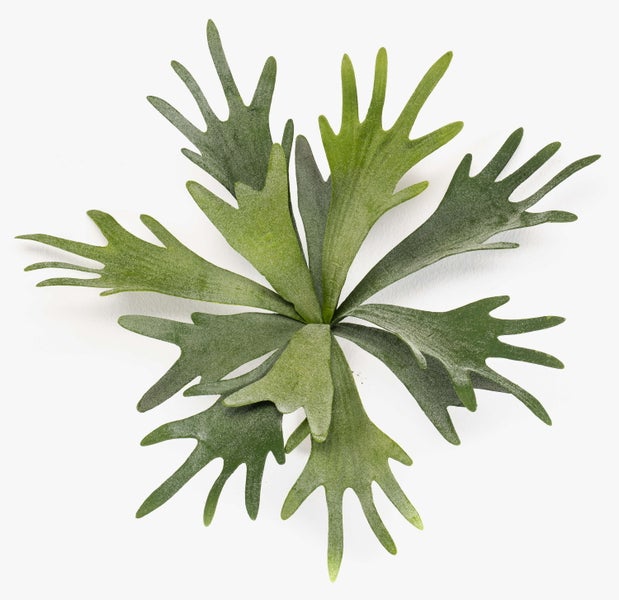 Nahaufnahme der grünen, verzweigten Blätter eines Geweihfarns Platycerium.