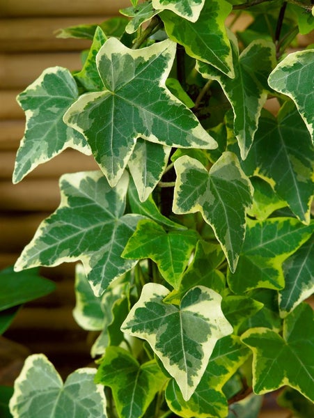 Hedera helix 'Goldchild', Efeu, gelb-grün, 60–100 cm