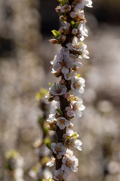 Zweig mit weißen Kirschblüten