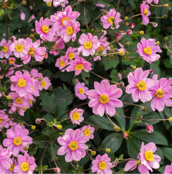 Nahaufnahme einer Herbst-Anemone mit rosa Blüten