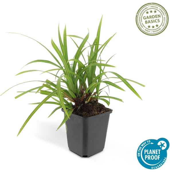 Grüne Zierpflanze Garden Basics im Kunststofftopf, pflegeleicht und nachhaltig produziert.