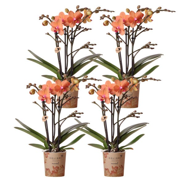 Kolibri Orchids COMBI DEAL von 4 orange Phalaenopsis Orchideen Bozen Topfgröße 9cm blühende Zimmerpflanze frisch vom Züchter