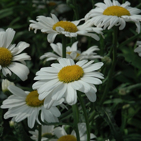 Nahaufnahme von Margeritenblüten mit weißen Blütenblättern und gelber Mitte.
