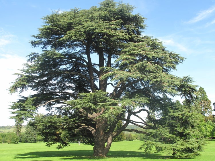 SAFLAX Garden to go - Nordafrikanische Atlas Zeder - Cedrus atlantica - 20 Samen - Mit Topf, Klima - Deckel und Anzuchtsubstrat